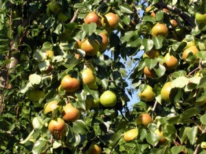 Pears on the tree