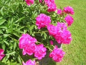 peony