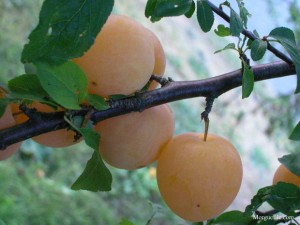 Plum Yellow plum on tree