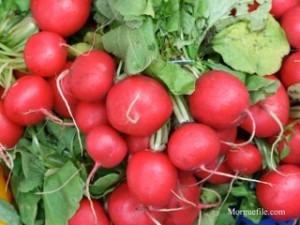 Red radishes already harvested