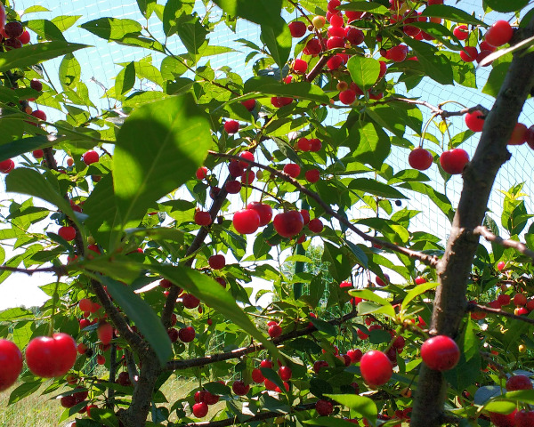 Red cherries on the tree