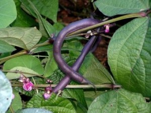Purple bush bean Purple bush bean