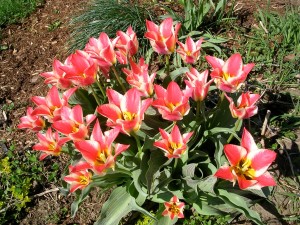 tulip