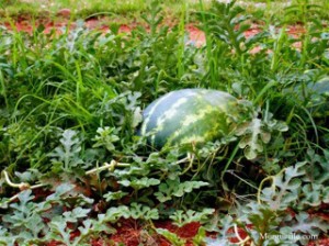 Watermelon Watermelon growing in a field