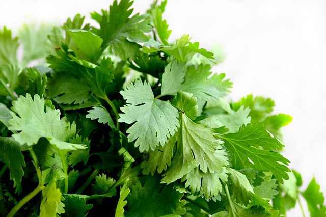 Bunch of cilantro