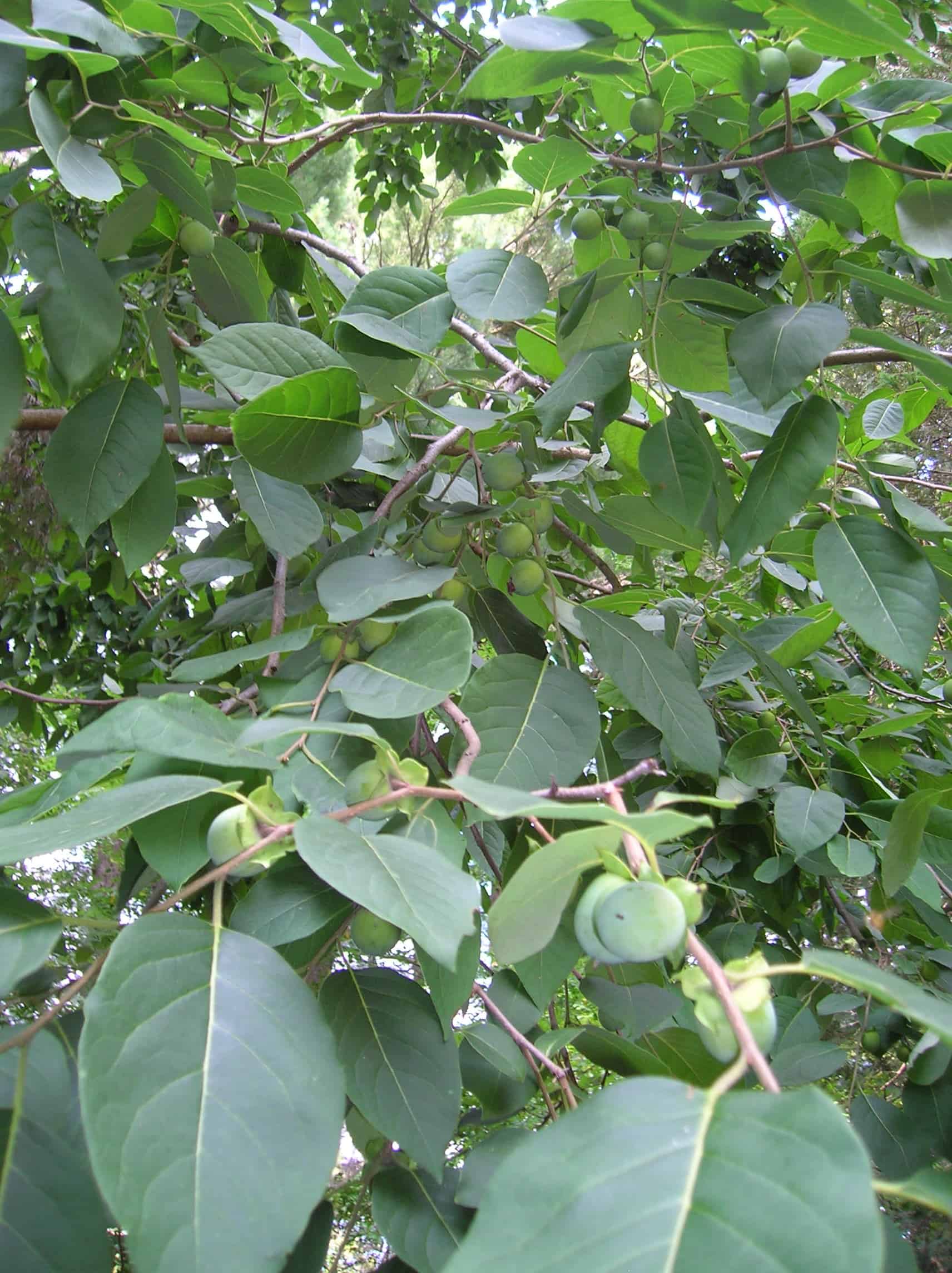 Green paw paw fruits on paw paw tree