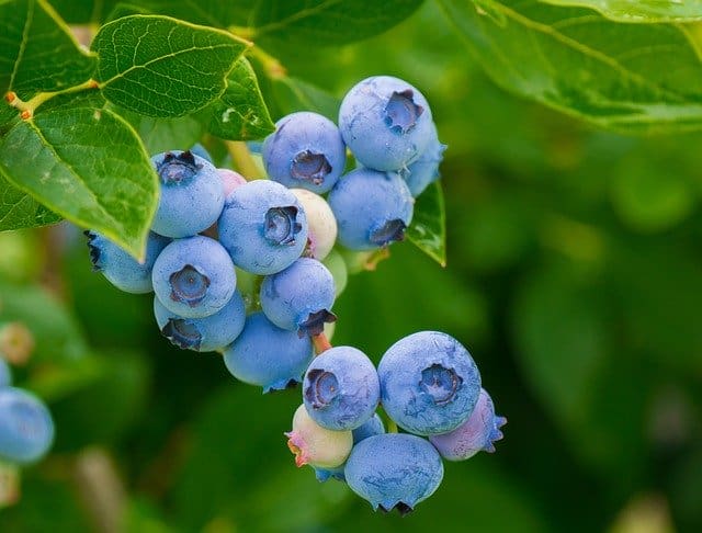 Blueberry fruit on the bush