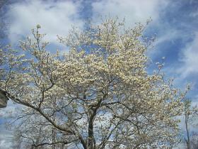 dogwood