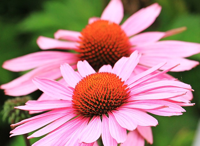 Purple coneflower or echinacea