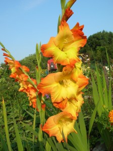 gladiolus
