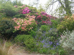 azalea