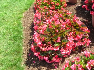 begonia