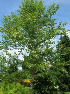 birch