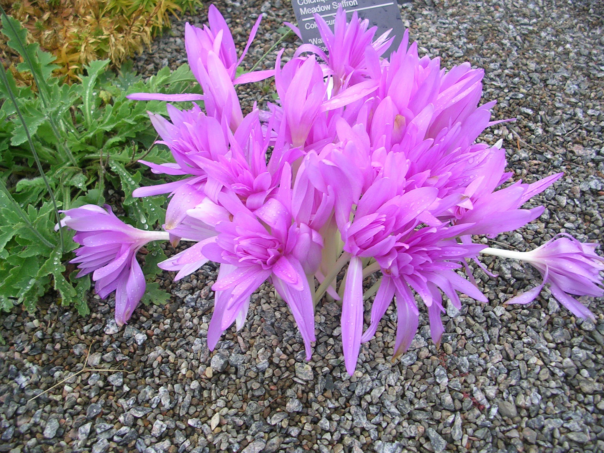Pink fall blooming colchicum flowers