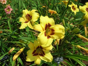 daylily