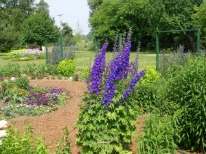 delphinium