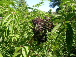 elderberry