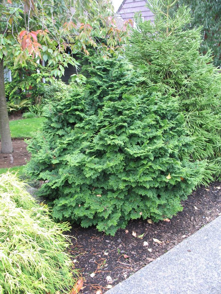Green false cypress tree in garden