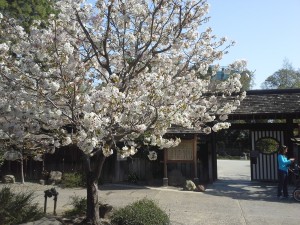 floweringcrab