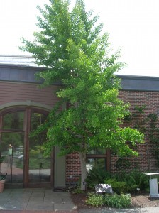gingko