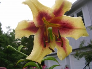 lily