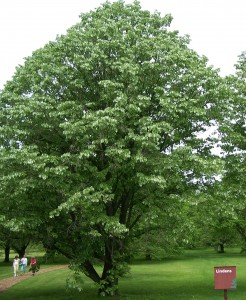 linden