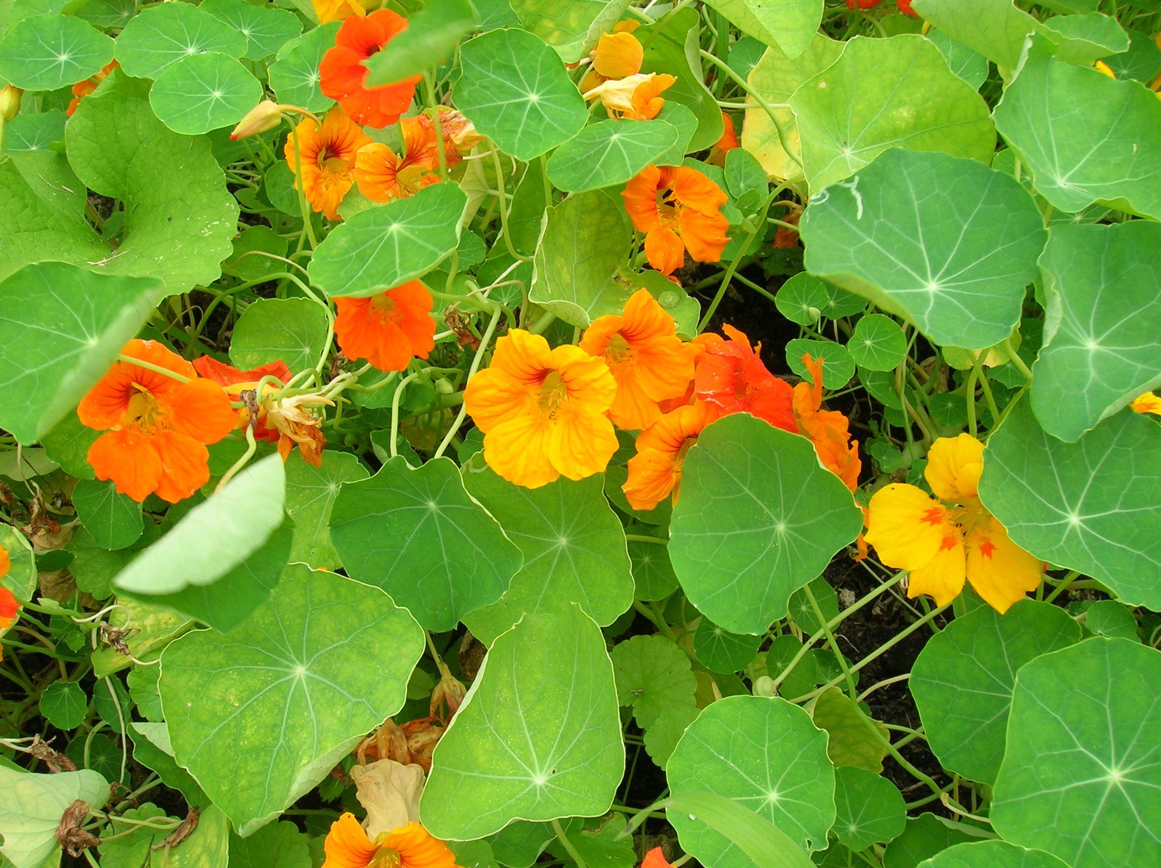 Yellow and orange nasturtium flowers on pant in the garden