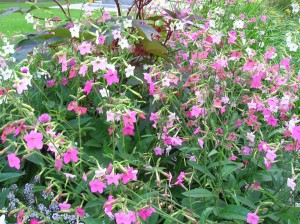 nicotiana