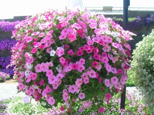 petunia