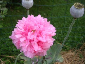 poppy