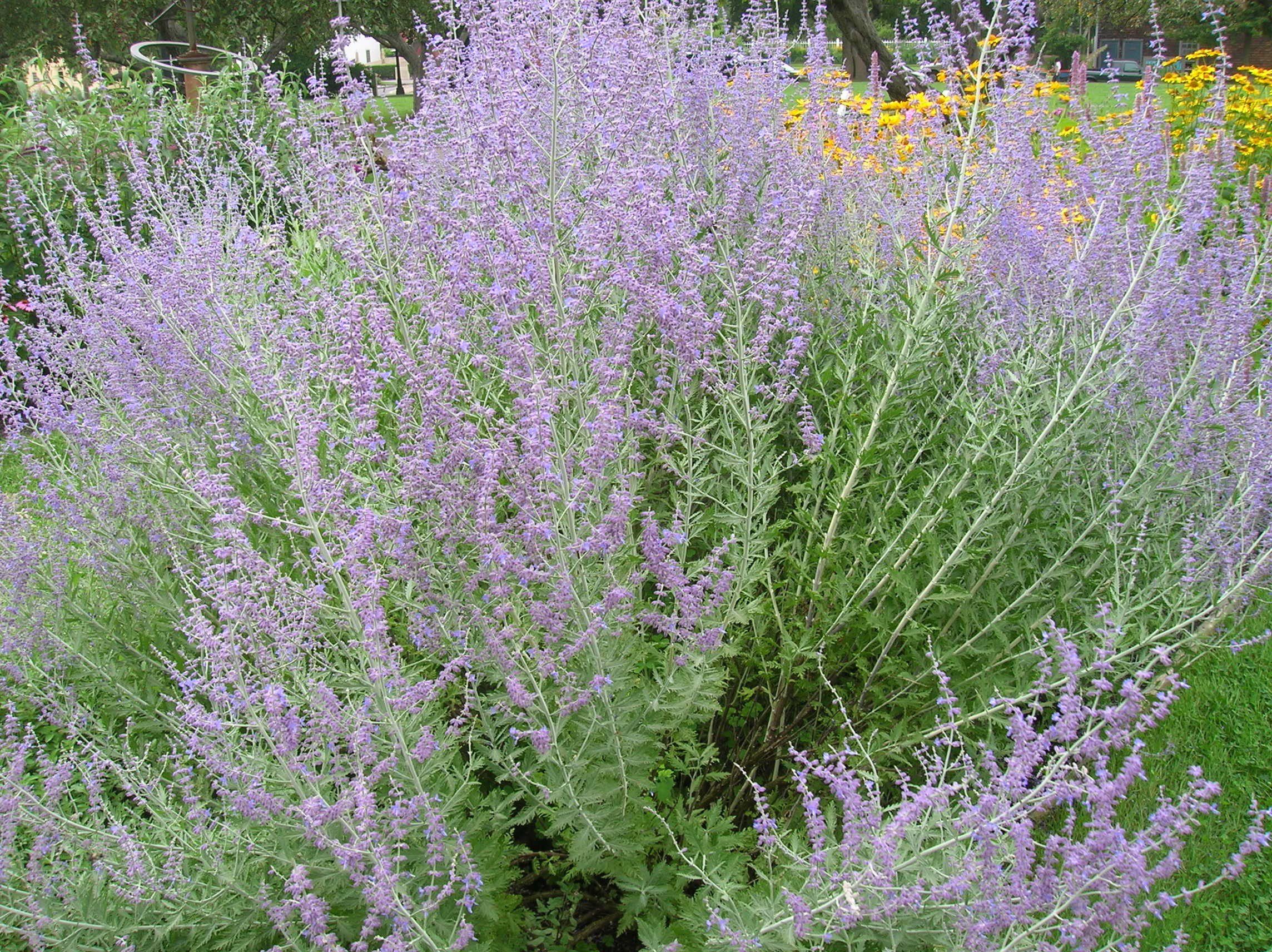 Purple flowering Russian sage plant