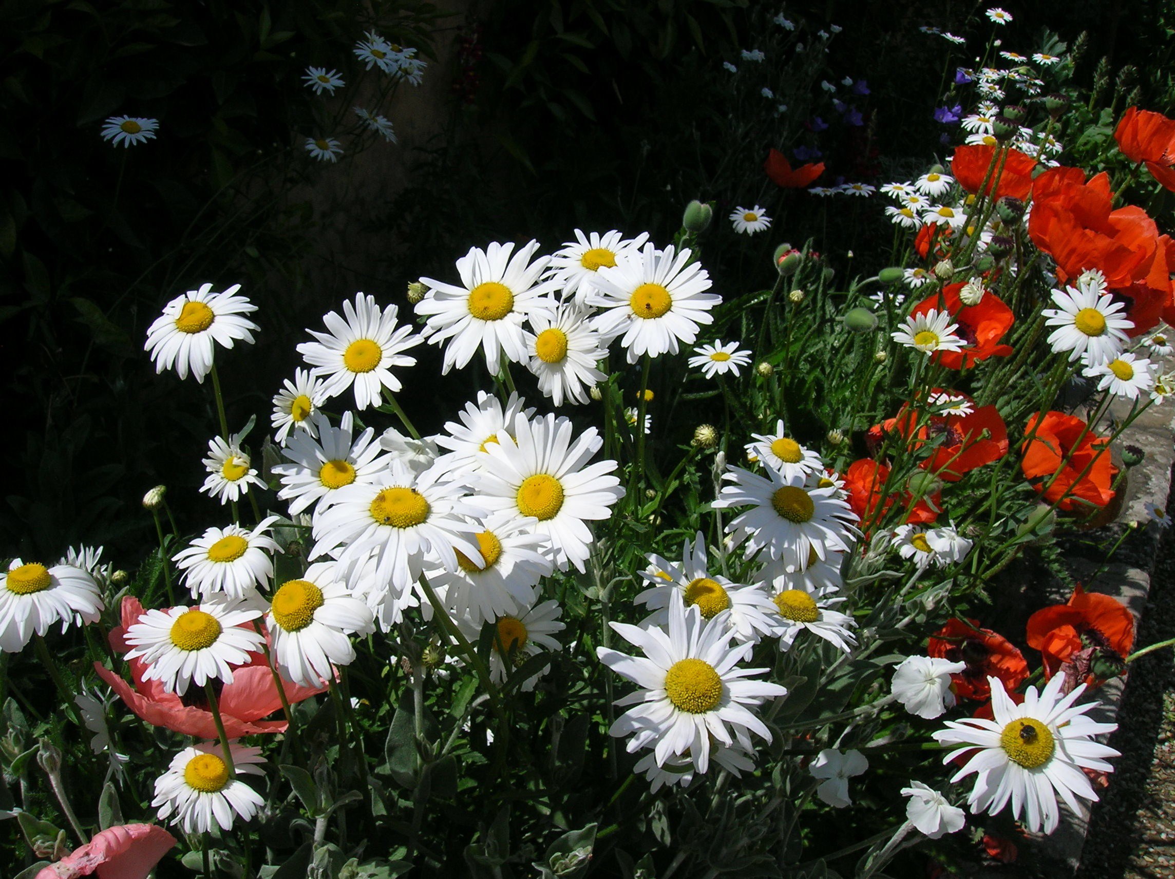 White Shasta daisy flowers