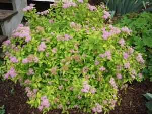 spirea