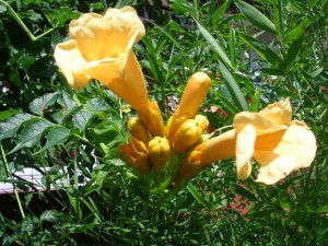 trumpetvine