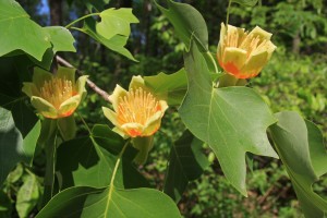 tulip tree
