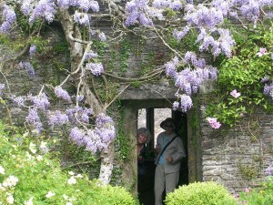 wisteria