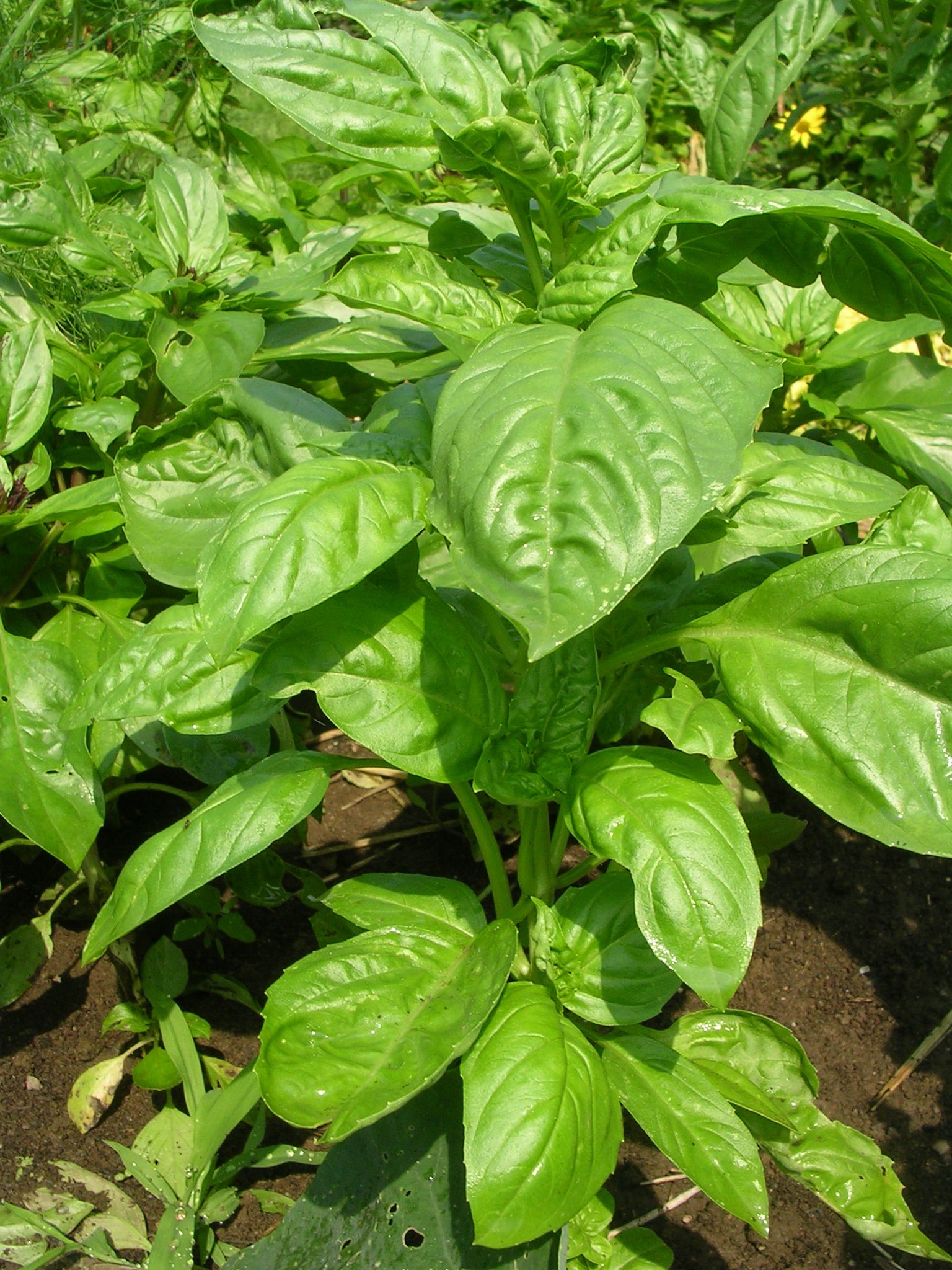 Green basil plants