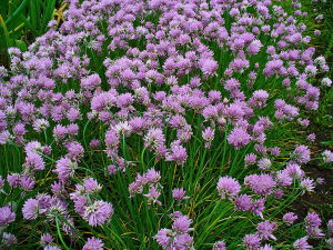 chive1