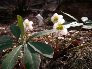 White flowered hellebore