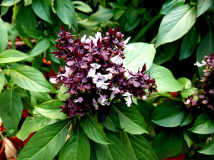 siam queen basil