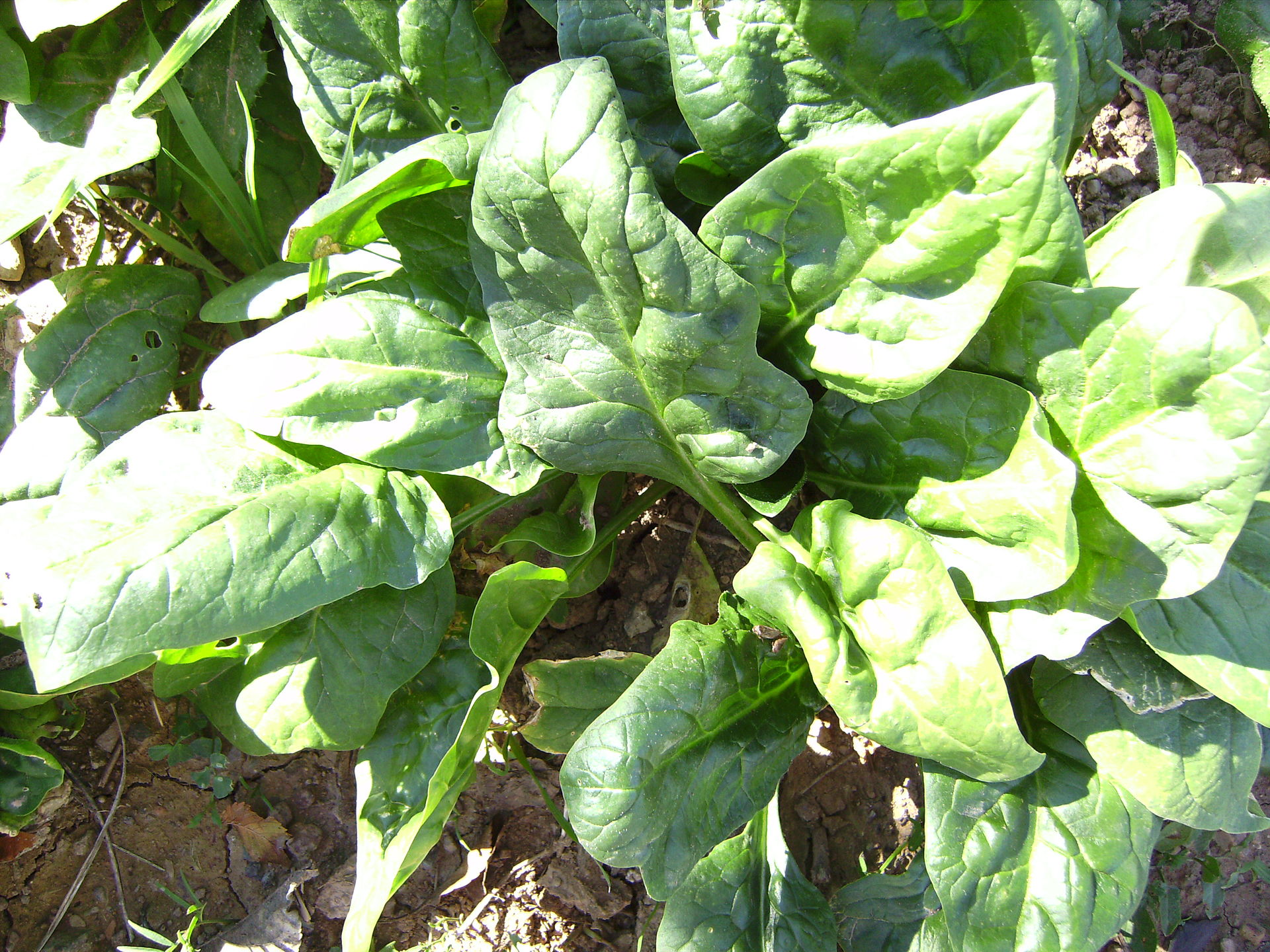 Green spinach in garden