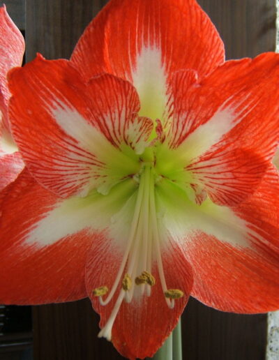 Red Amaryllis flower