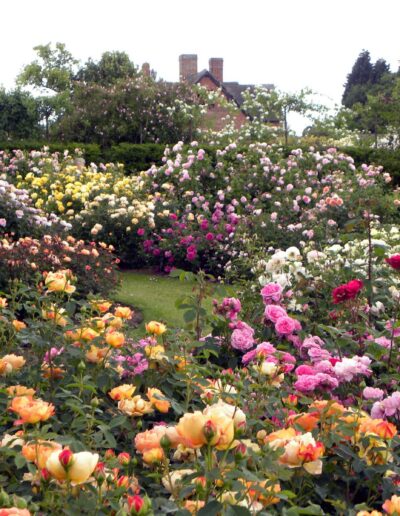 David Austin Rose Garden with many colored roses in bloom