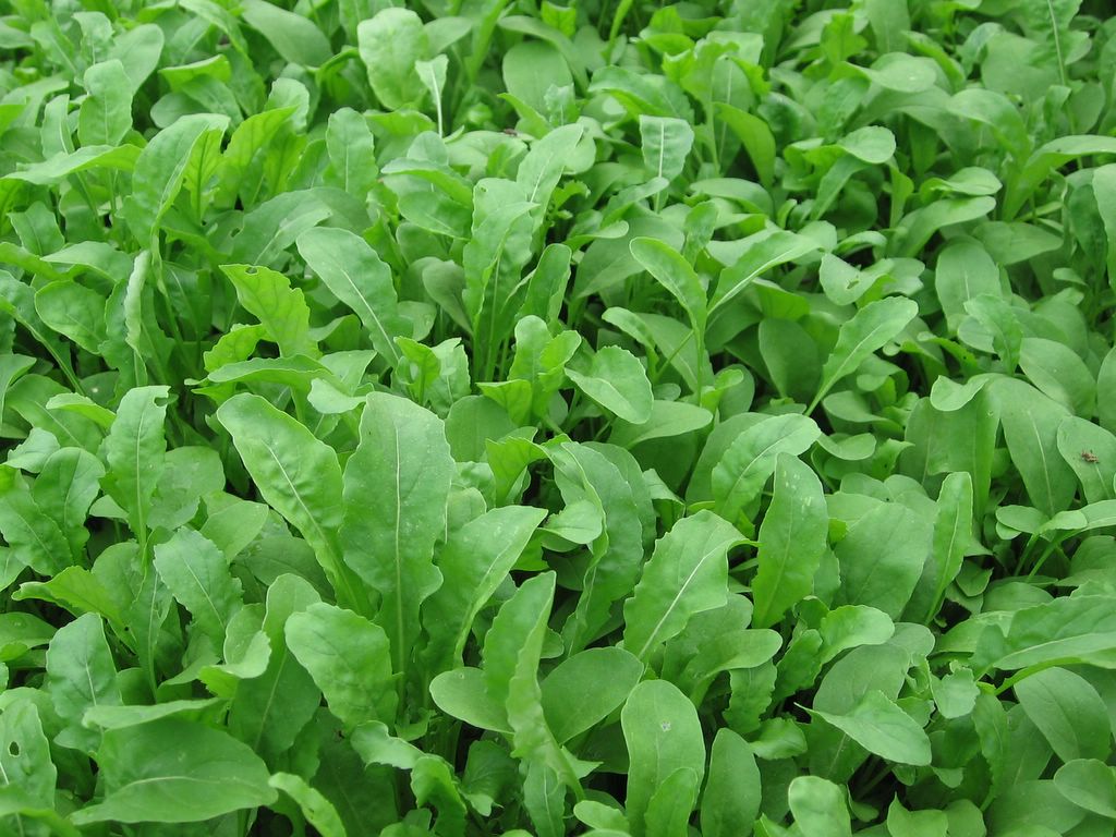 Bed of arugula greens in the garden