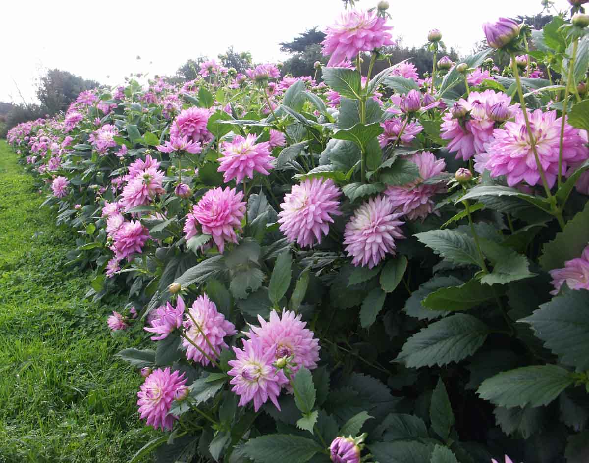 Row of pink dahlias in bloom in a garden