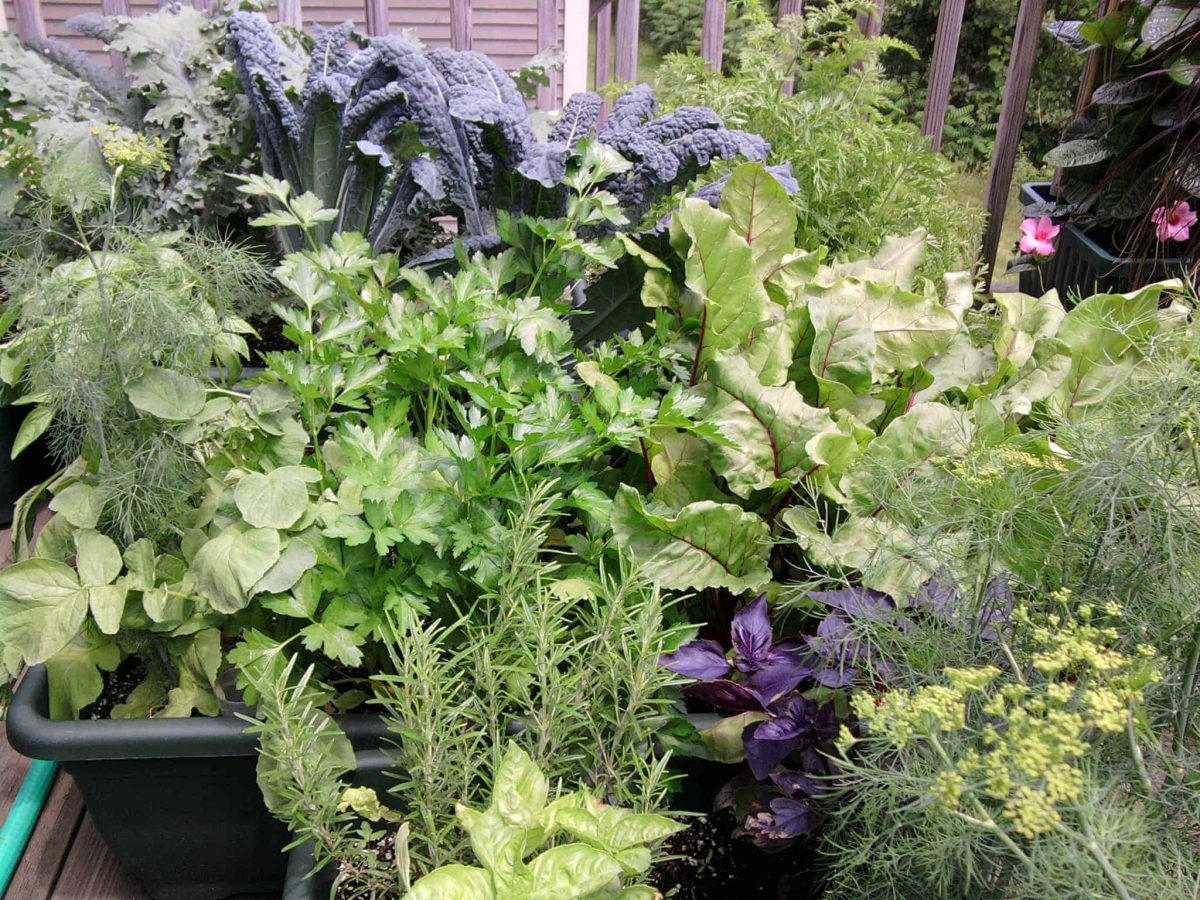 Container filled with herbs