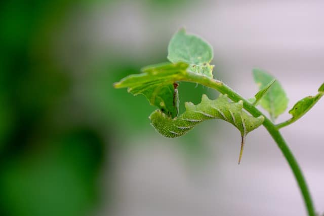 tomato hornworm on tomato