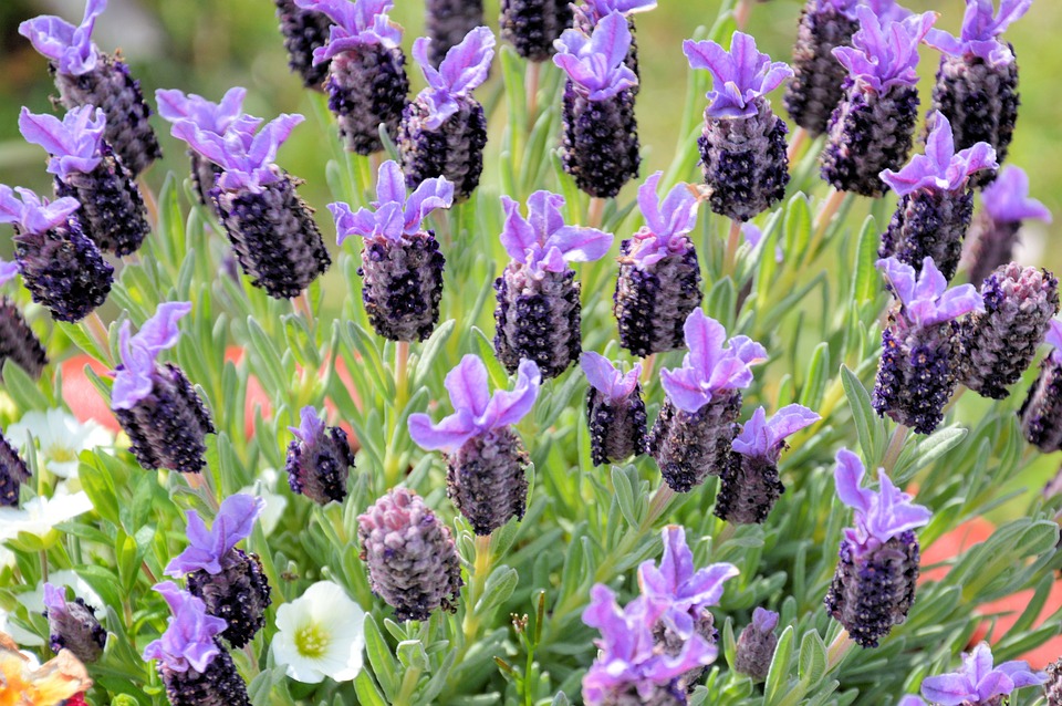 Lavender plants in bloom