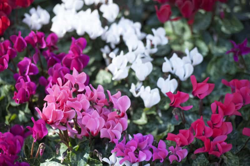 Colorful cyclamen flowers