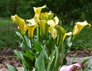 grow calla lily